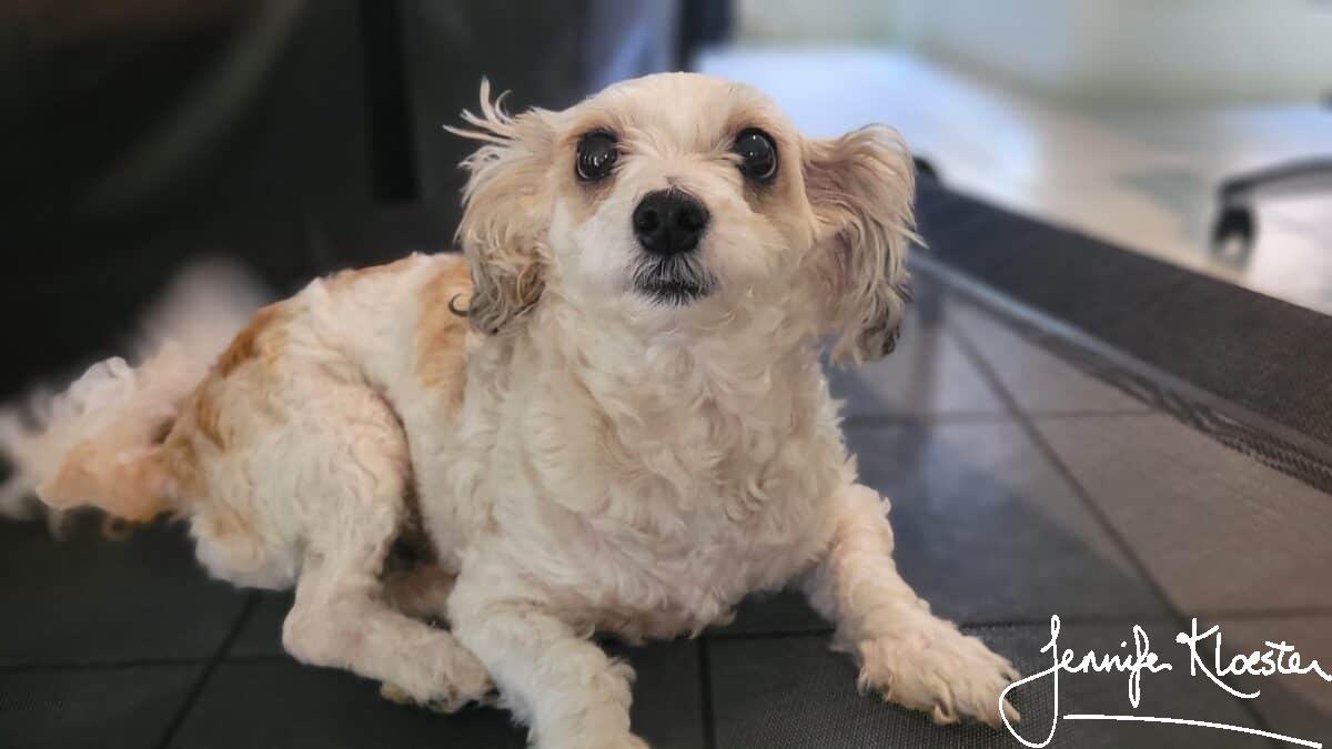 a small mongrel dog ulysses