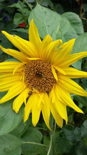 The cheerful sunflower and spotted guest.